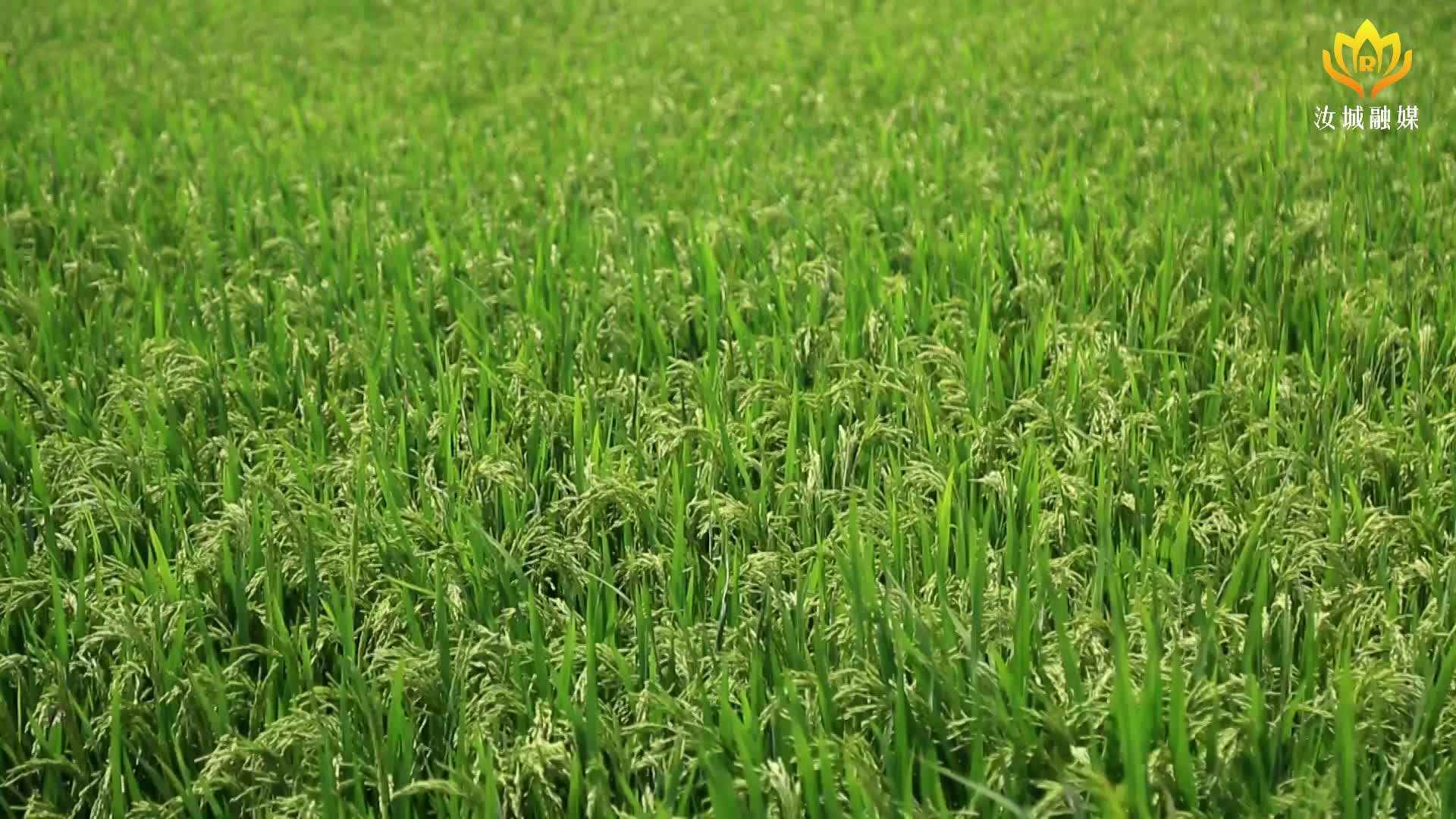 抢抓农时插中稻  筑牢粮食生产安全线