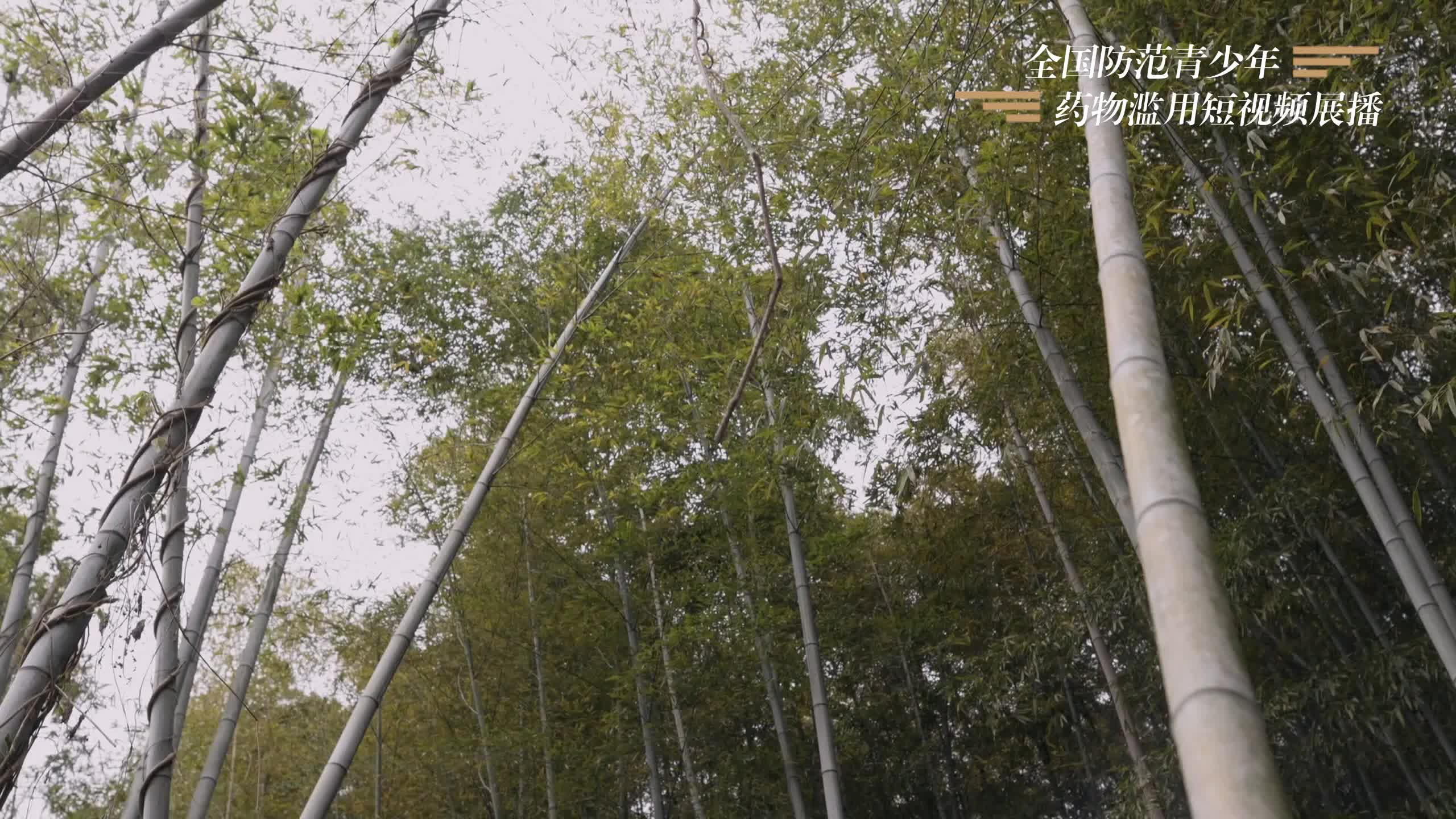 禁毒宣传短视频展播：《大侠》