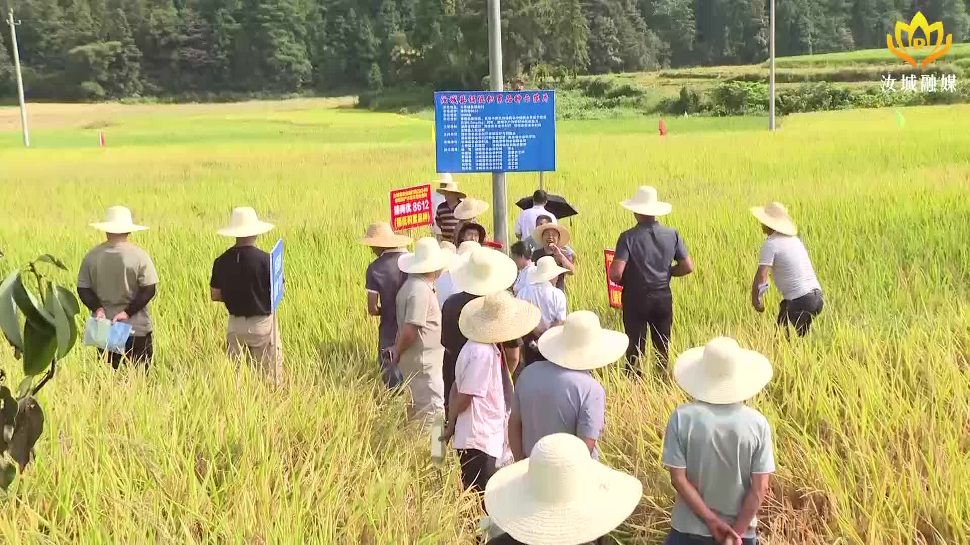 我县召开水稻低镉品种“臻两优8612”展示示范现场观摩会