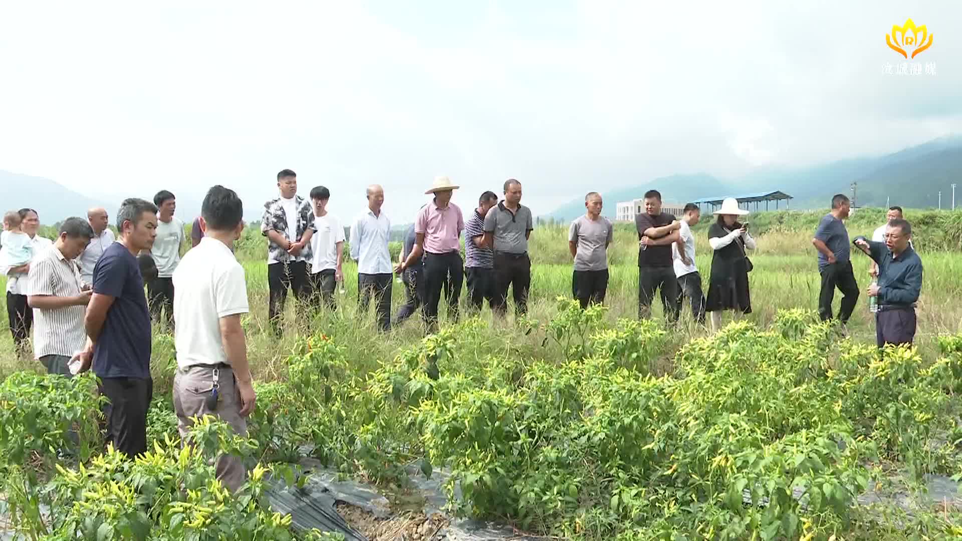 推广辣椒新品种新技术   推动辣椒产业高质量发展