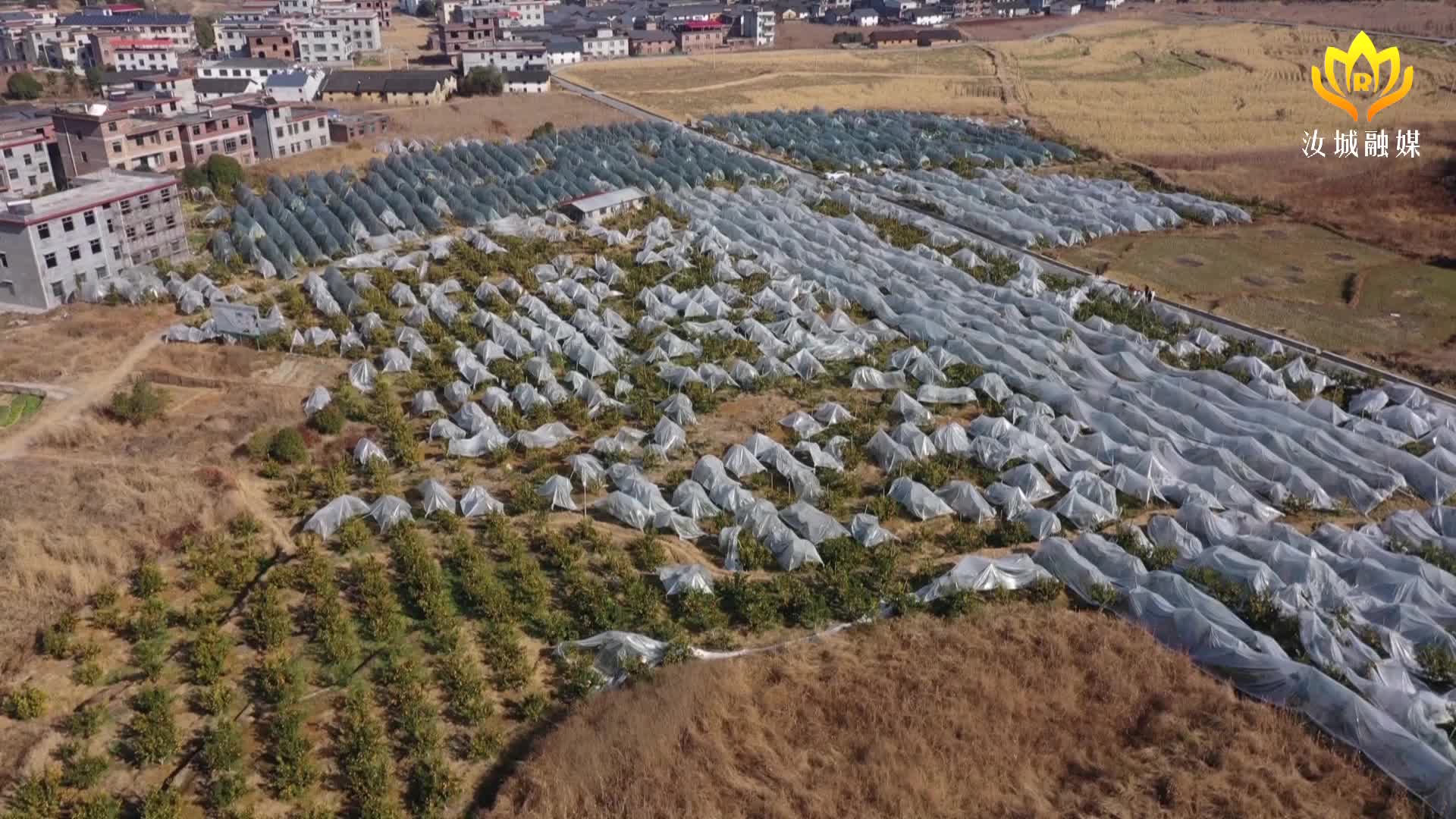 沃柑成熟上市 果农喜笑颜开