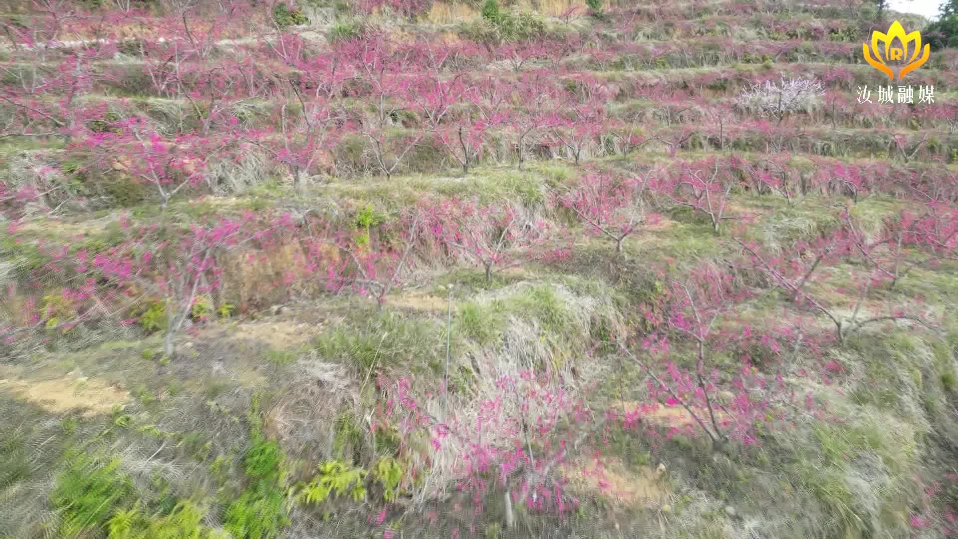 井坡镇龙虎瑶族村：桃花竞相绽放 赏花踏春正当时