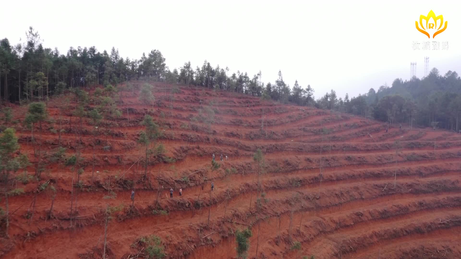 撂荒地变身“聚宝盆”，油茶树助力集体经济腾飞
