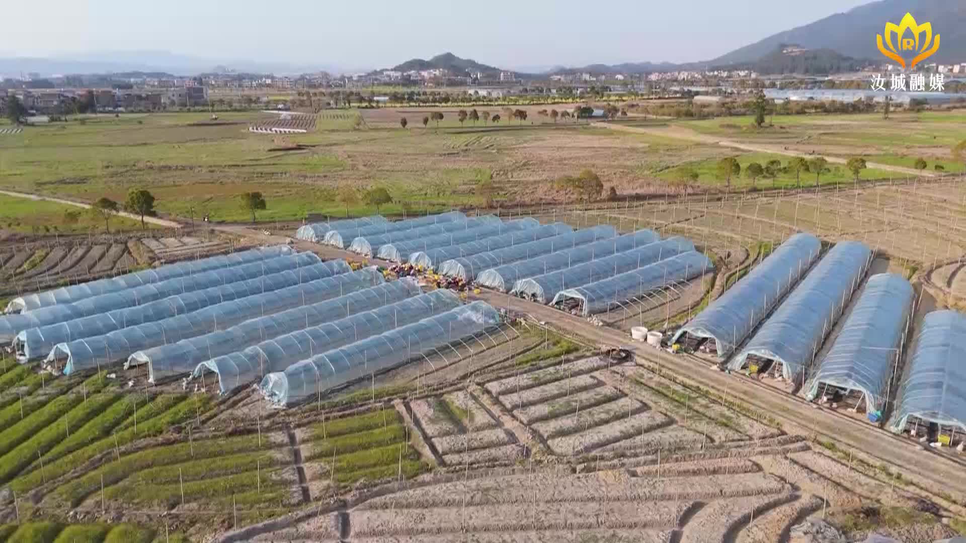 科技赋农 给汝城小黄姜带来新质生产力