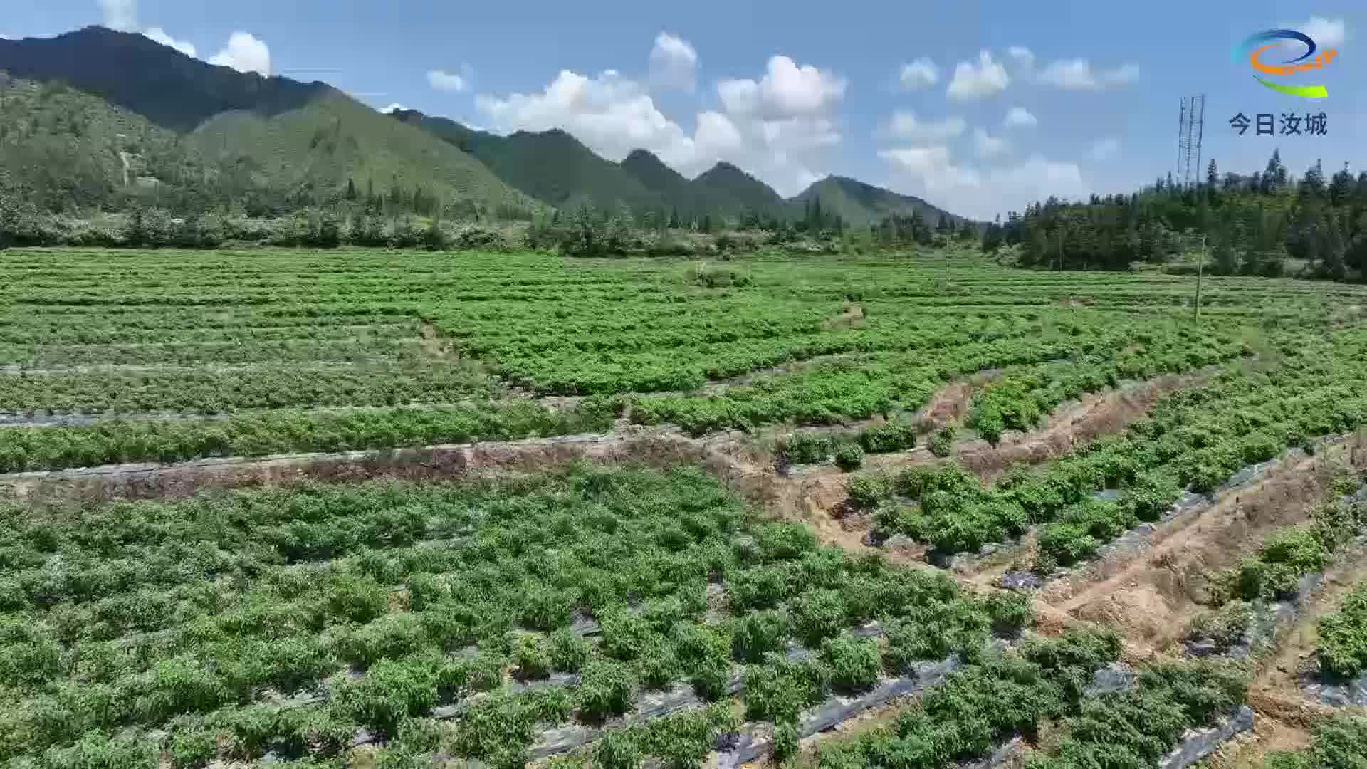 我县150万株提纯复壮朝天椒即将移栽