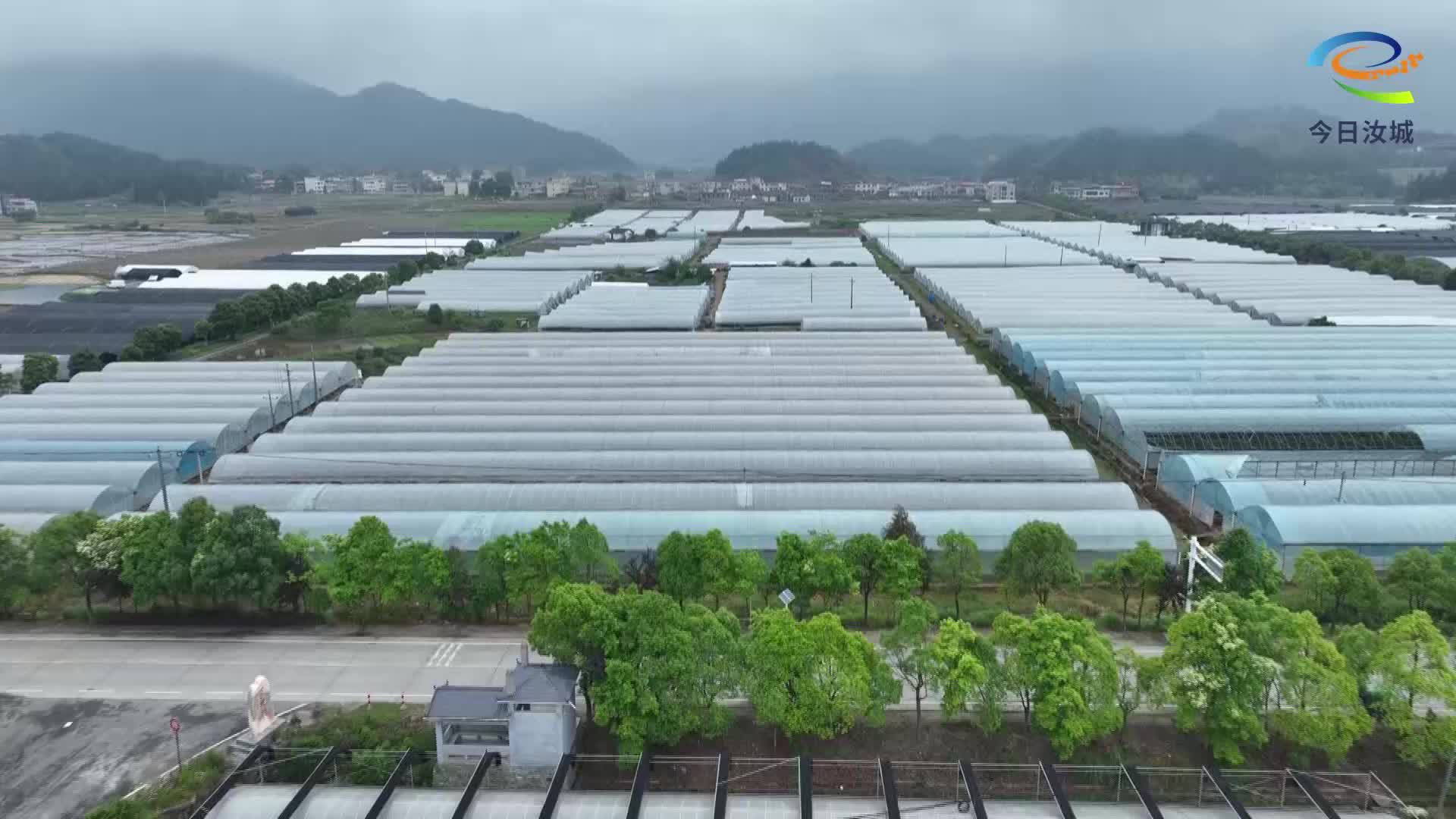 我县早熟辣椒抢“鲜”上市 产销两旺奏响富民“椒”响曲
