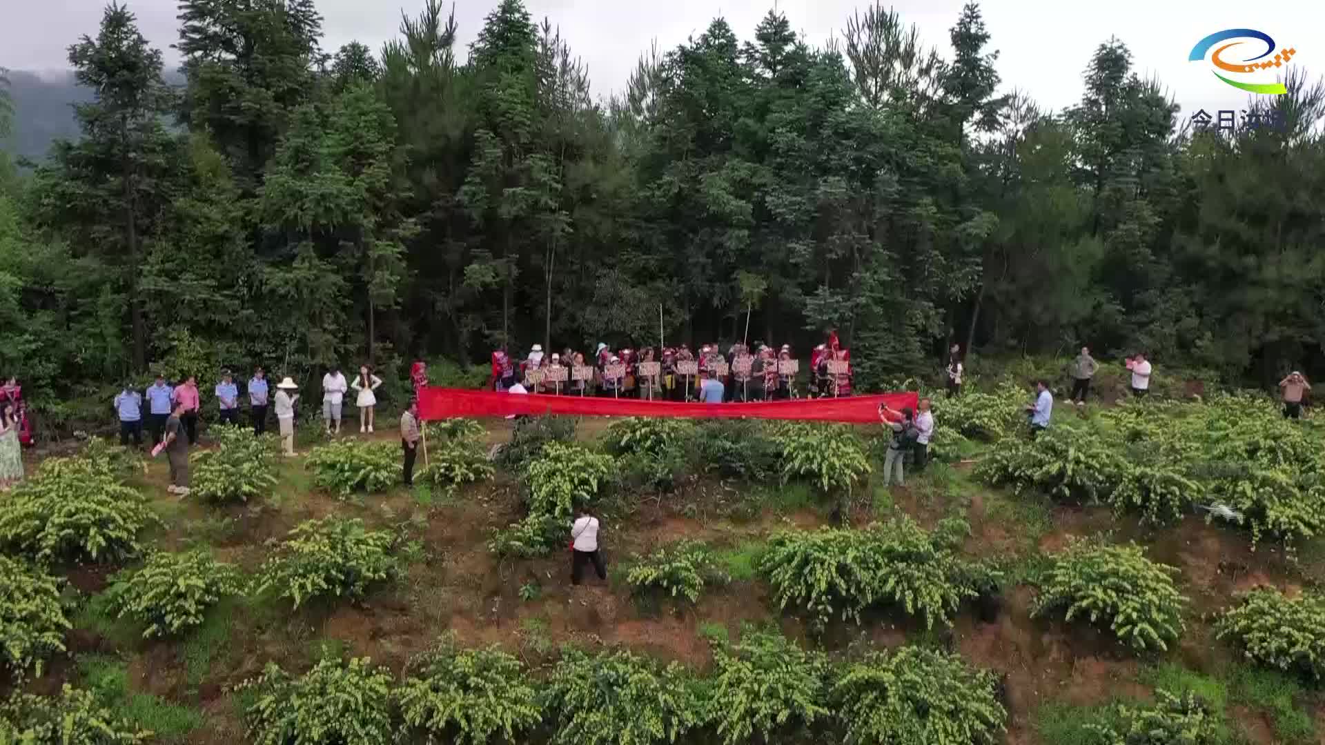 瑶乡金银花采摘忙