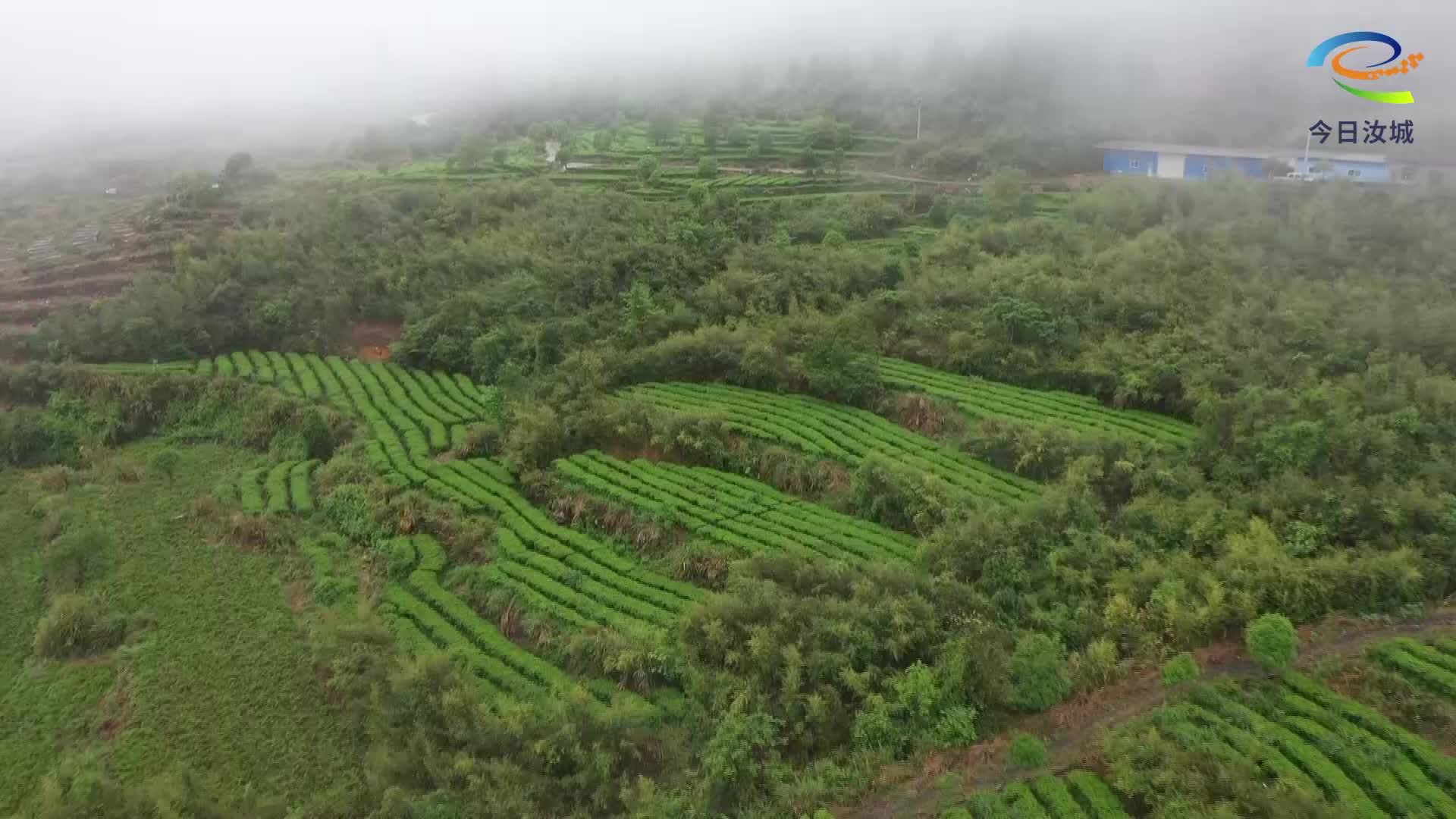 瑶村茶香漫山野
