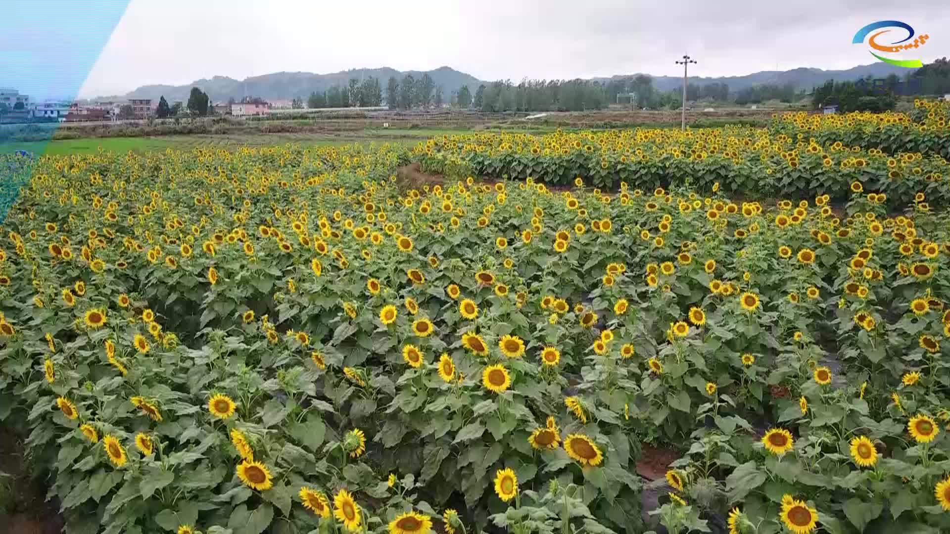 金色花海点亮乡村 向日葵盛开引客来