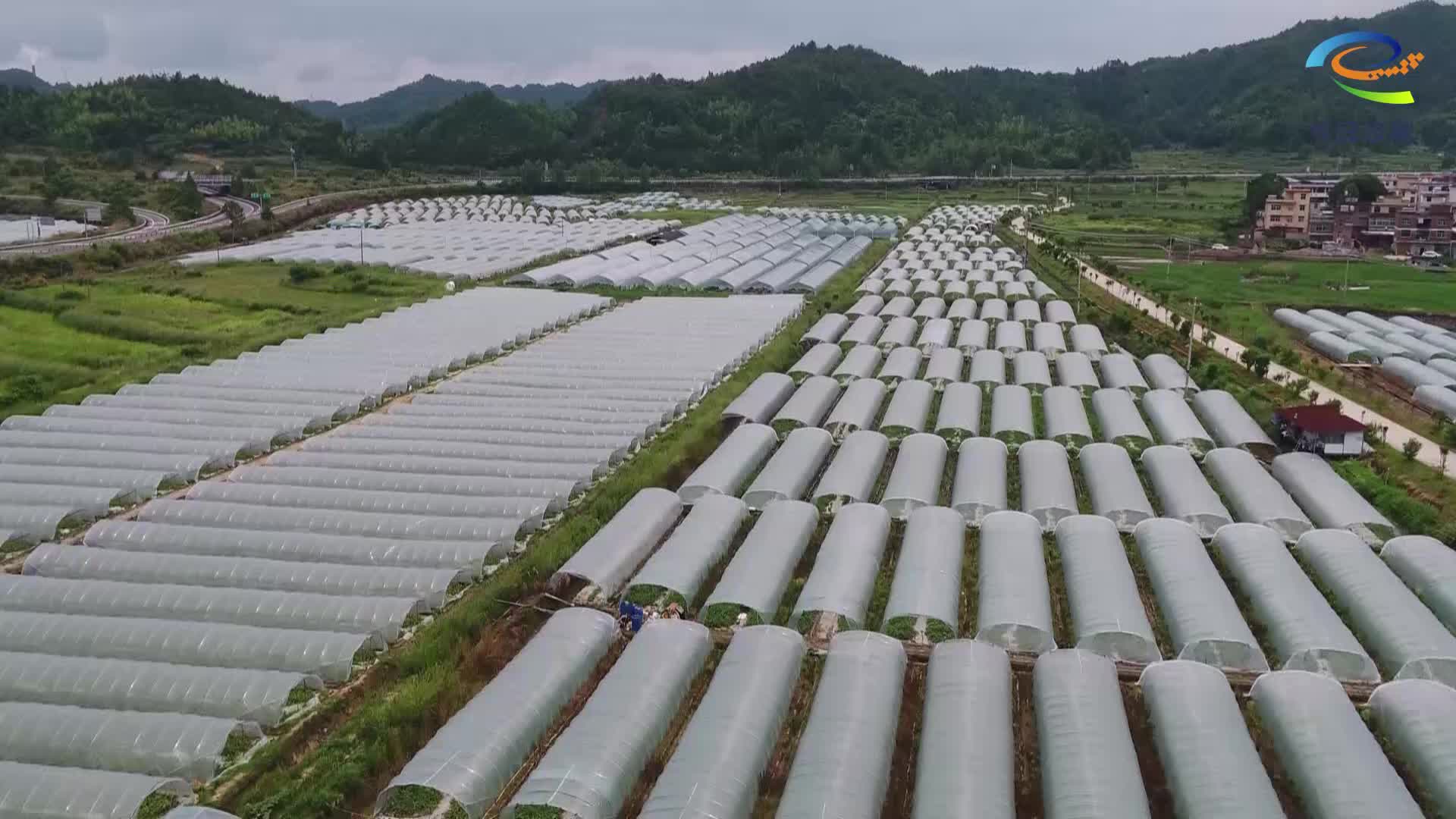 西瓜喜获丰收 助力农民增收致富