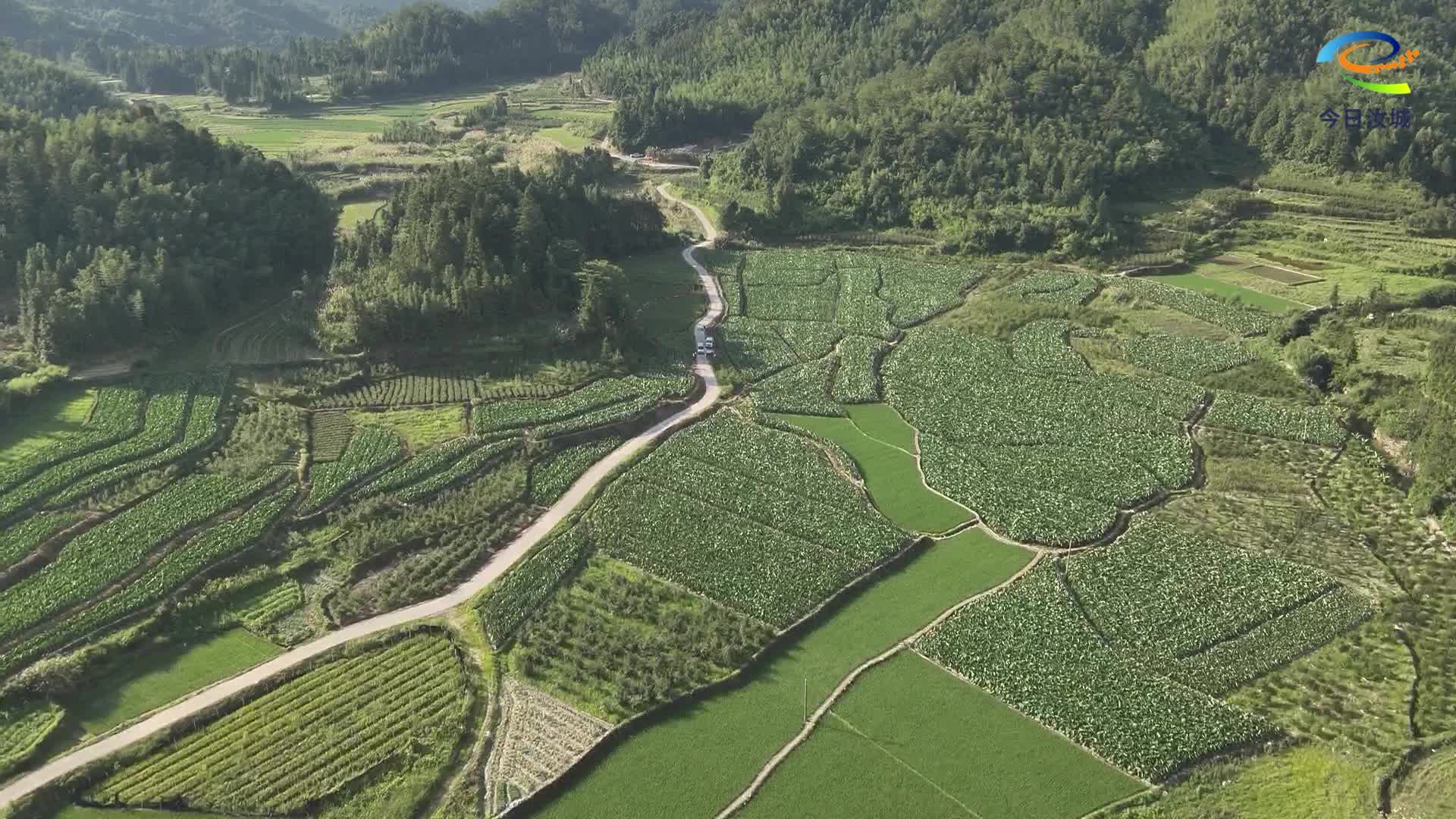 科技赋能香芋种植