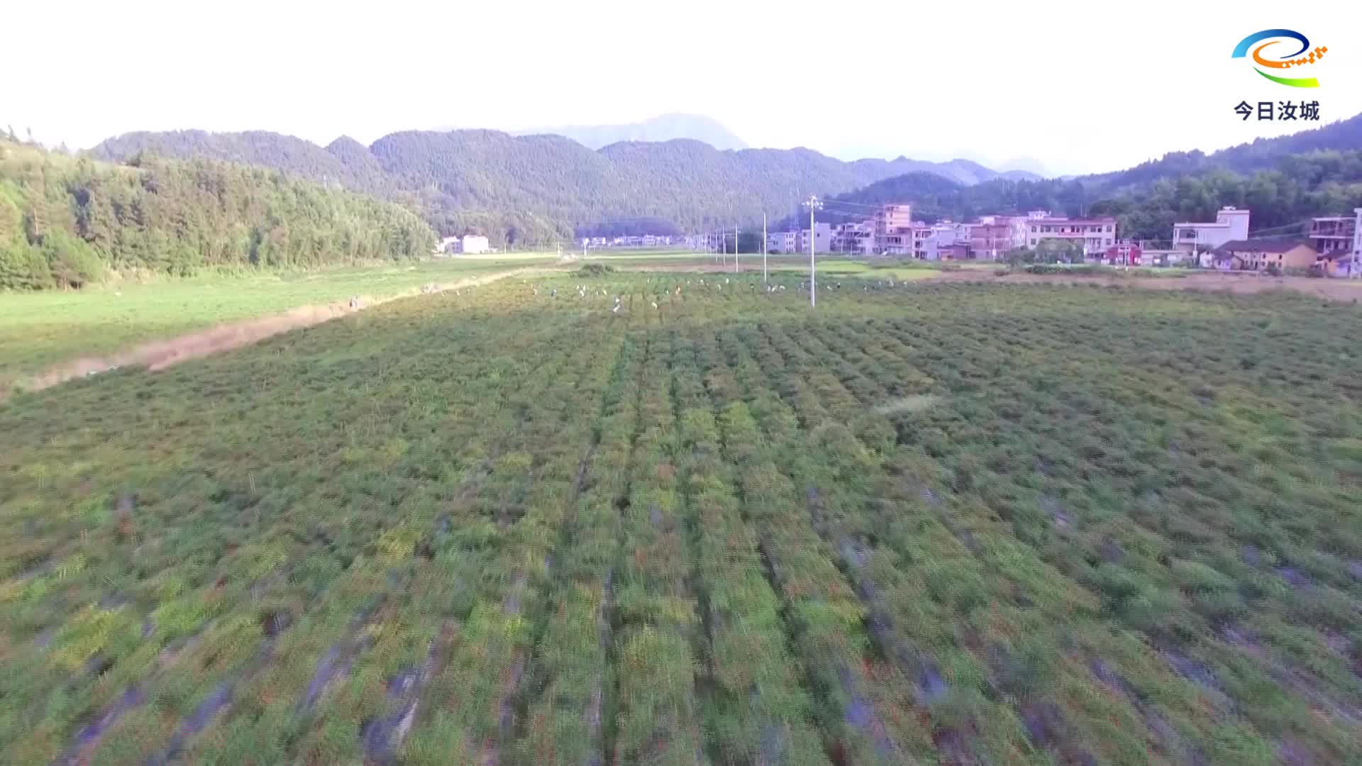 “小辣椒”大丰收 奏响乡村振兴“椒”响曲