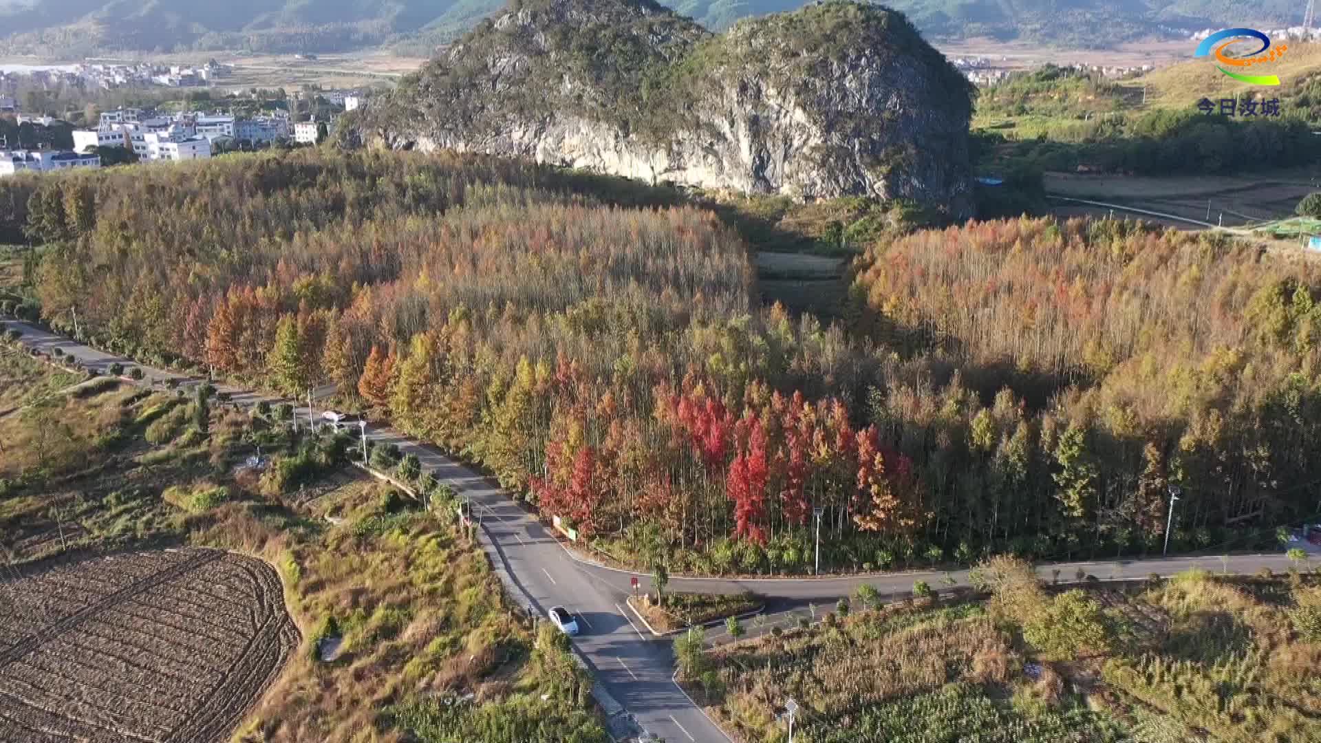 黄家村初冬枫叶季 打卡“枫”景正当时