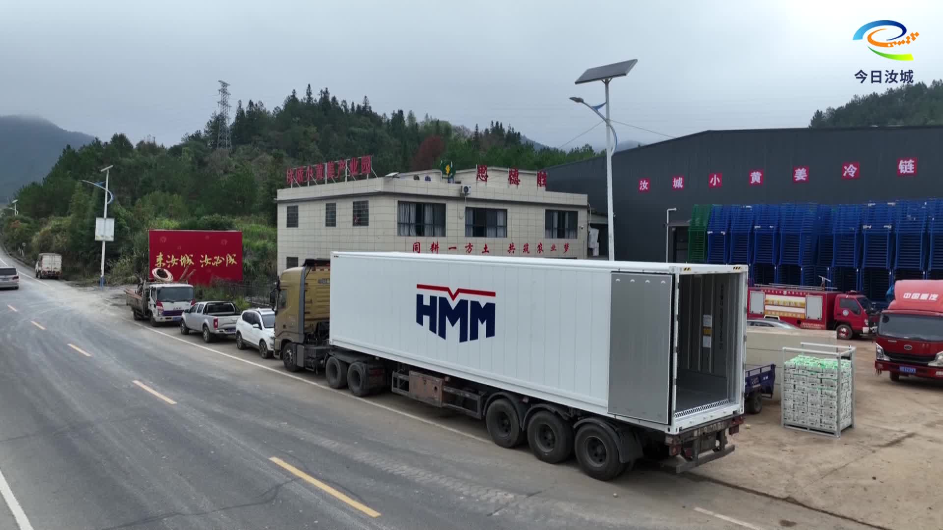 小黄姜远销中东