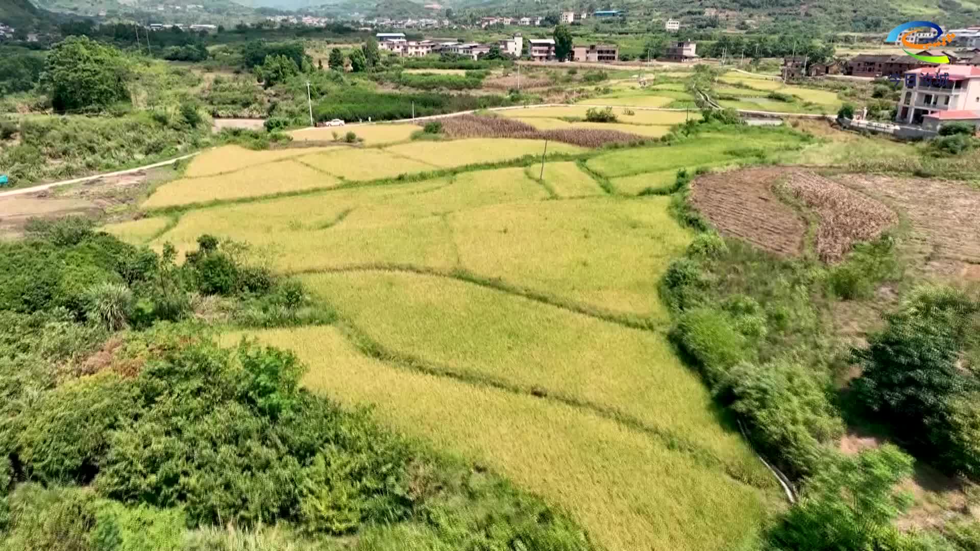 汝城晚稻“金满仓” 农机轰鸣绘就新“丰”景