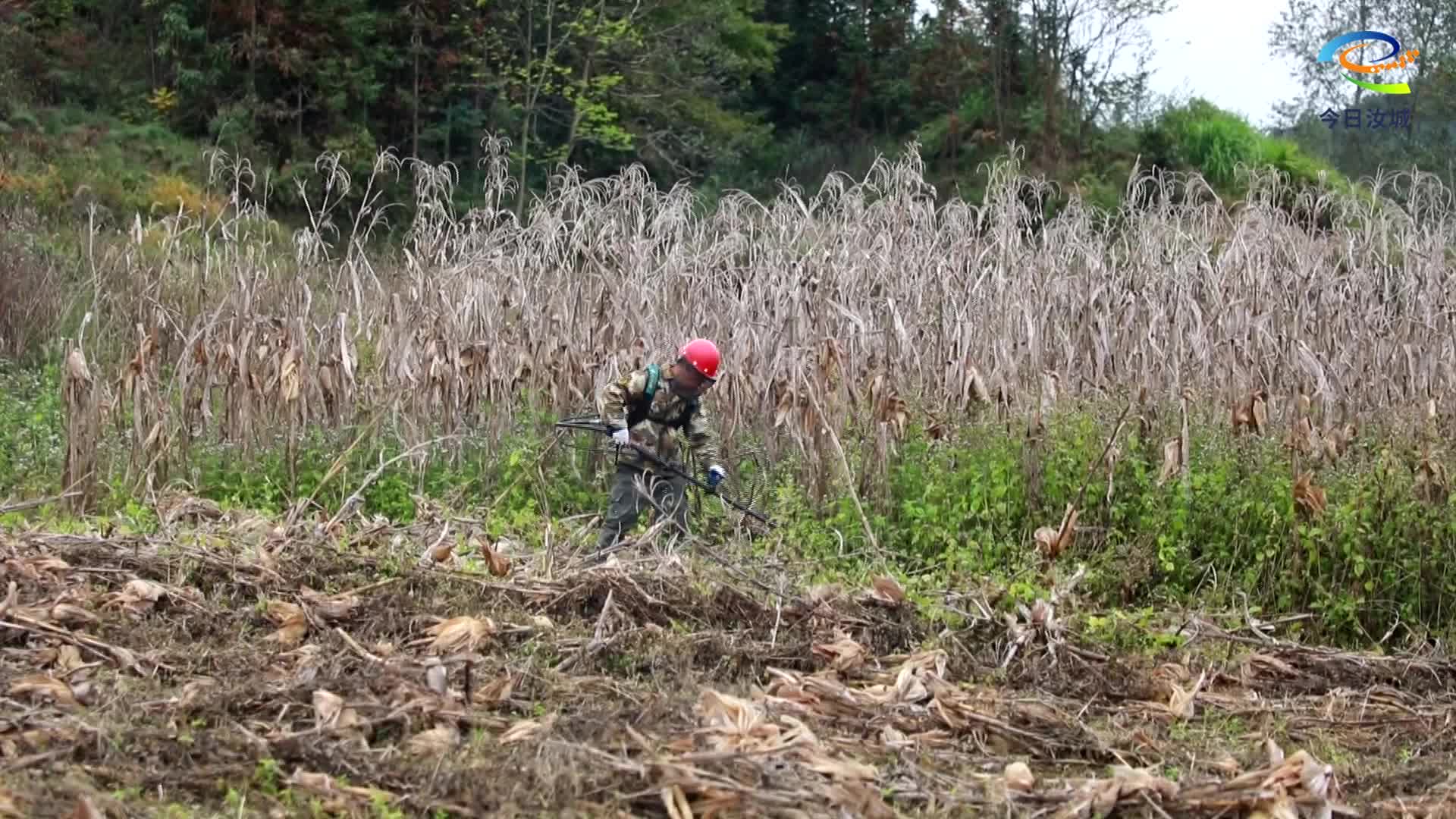 秸秆变“绿肥” 汝城开辟生态农业新路径