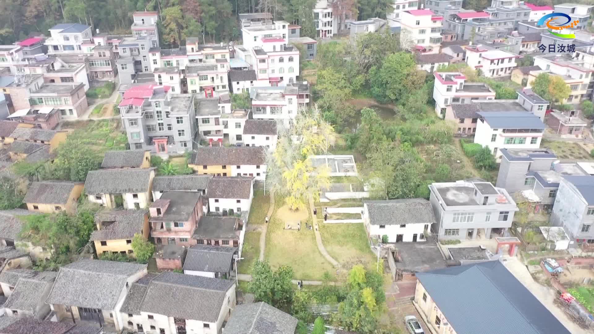 黄家村银杏金黄引客来