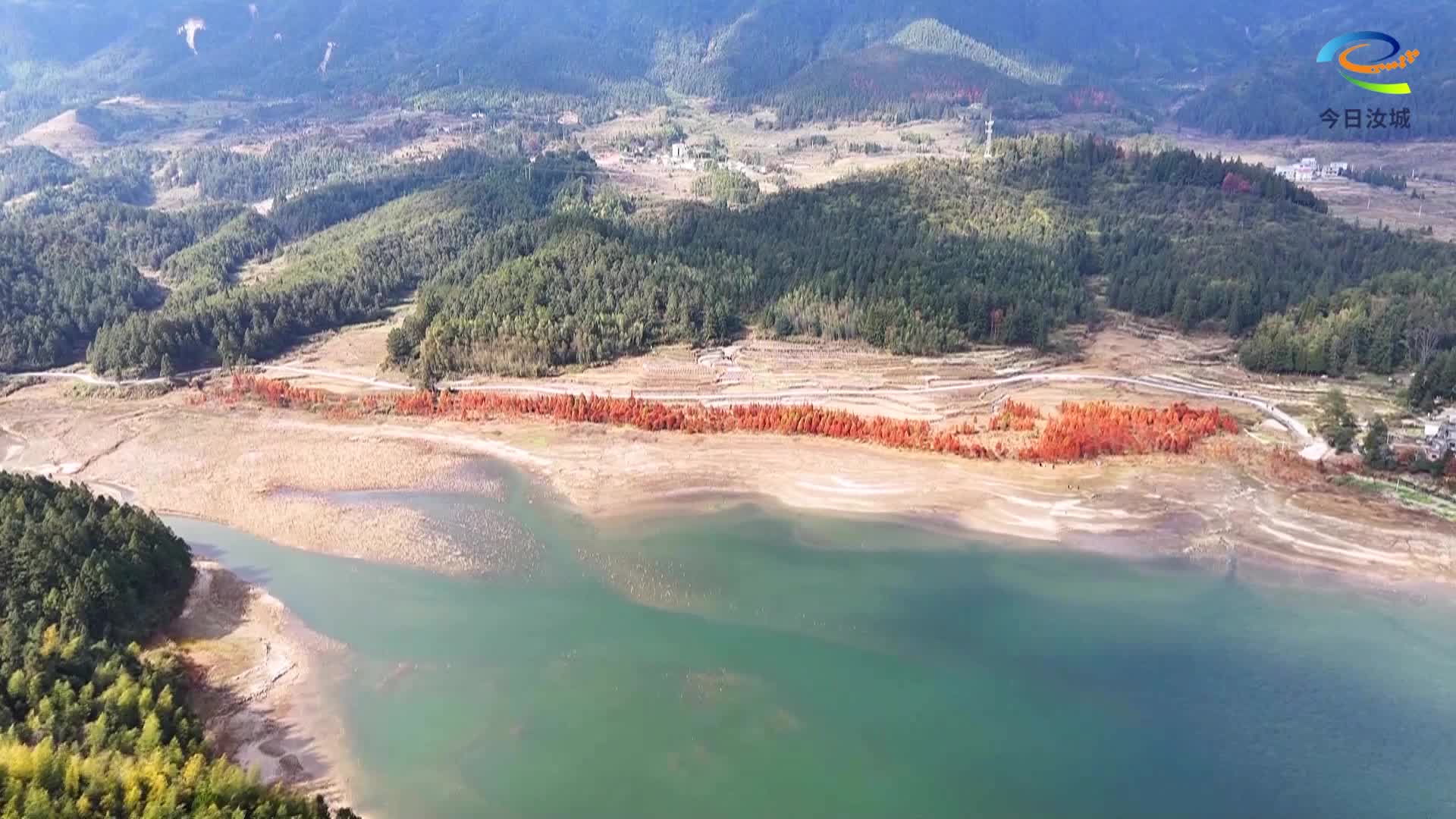 井坡镇龙虎村：初冬水杉 色彩斑斓