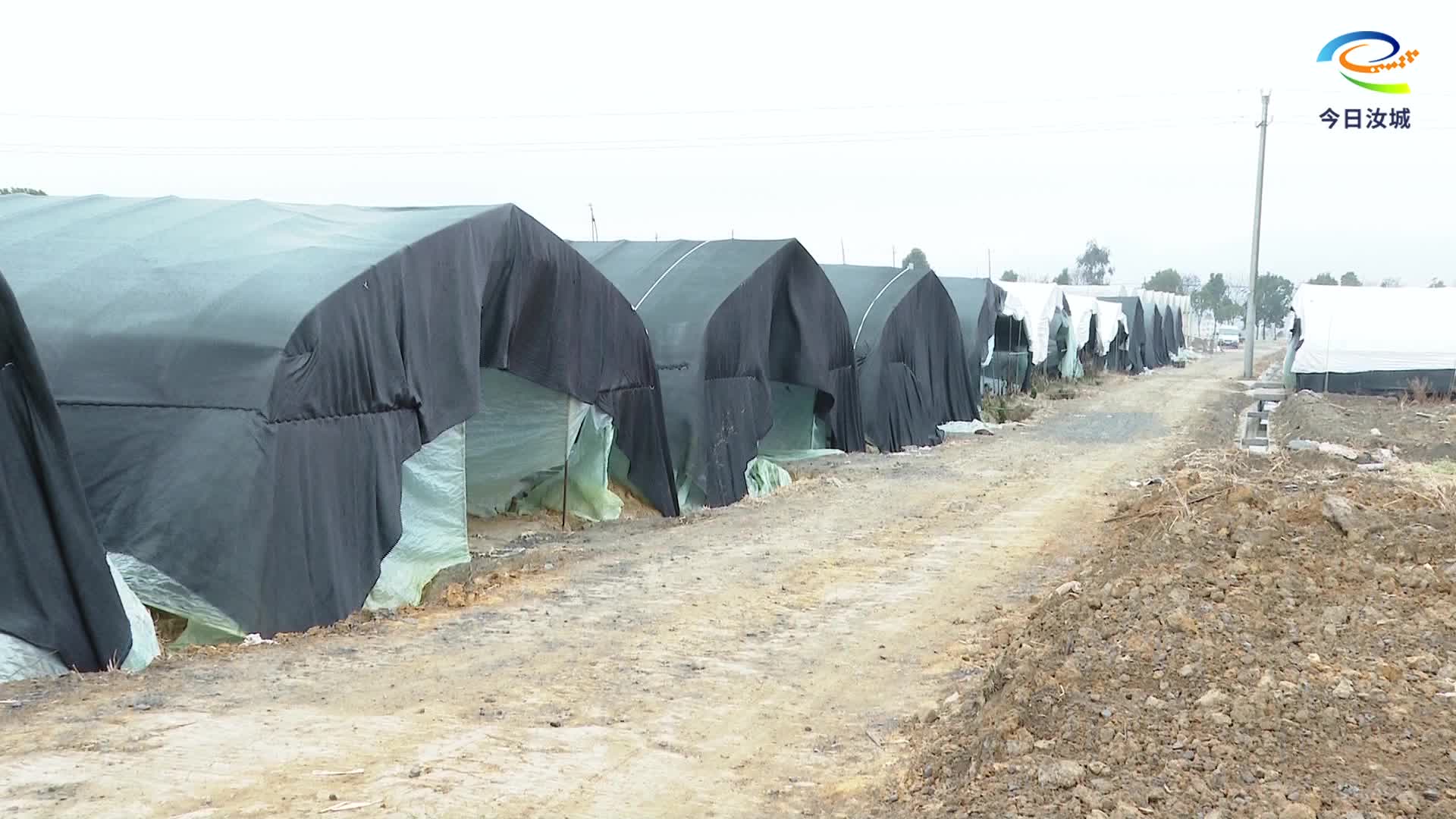 县农业农村局开展低温防寒工作指导