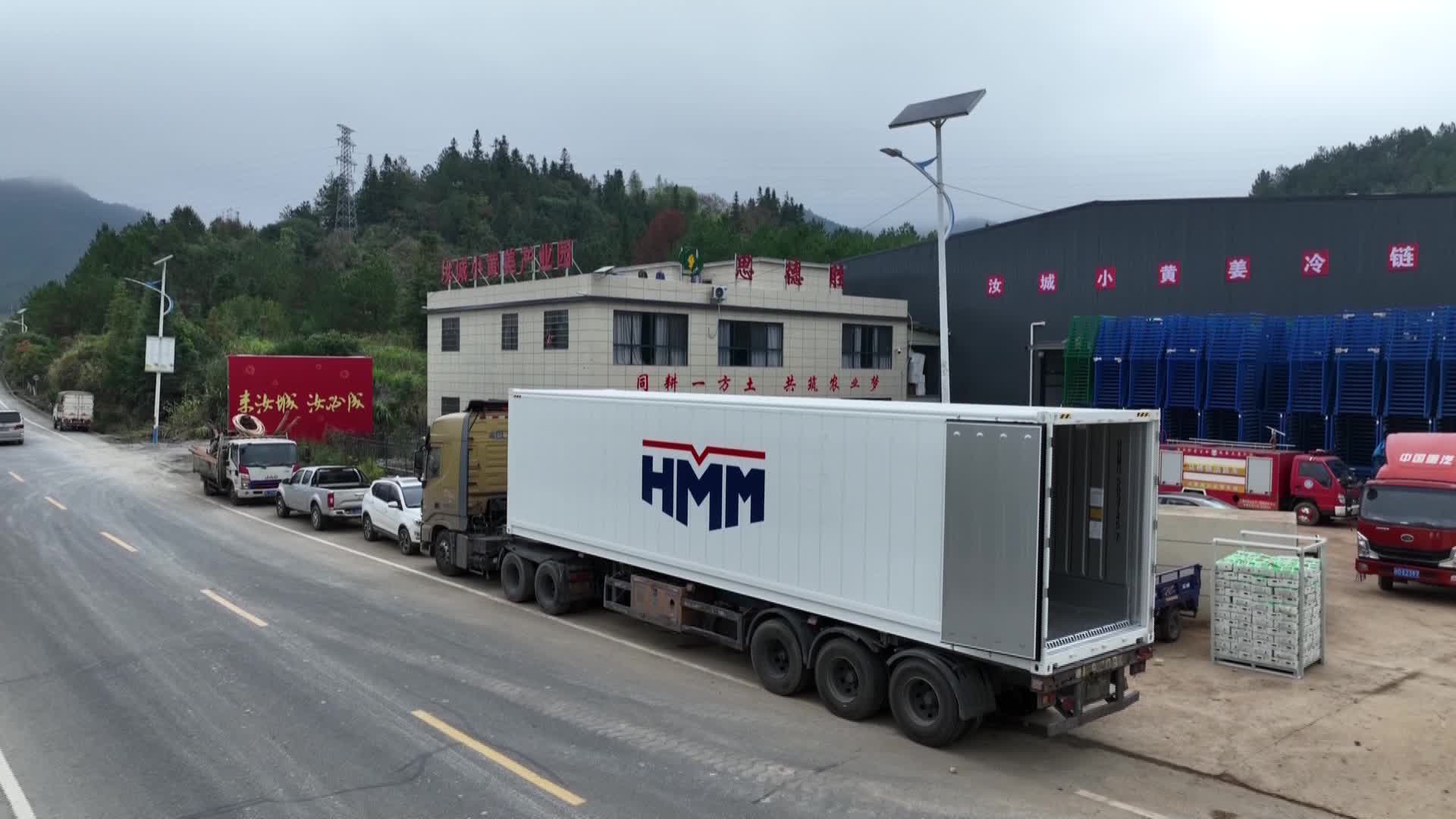 小黄姜远销中东