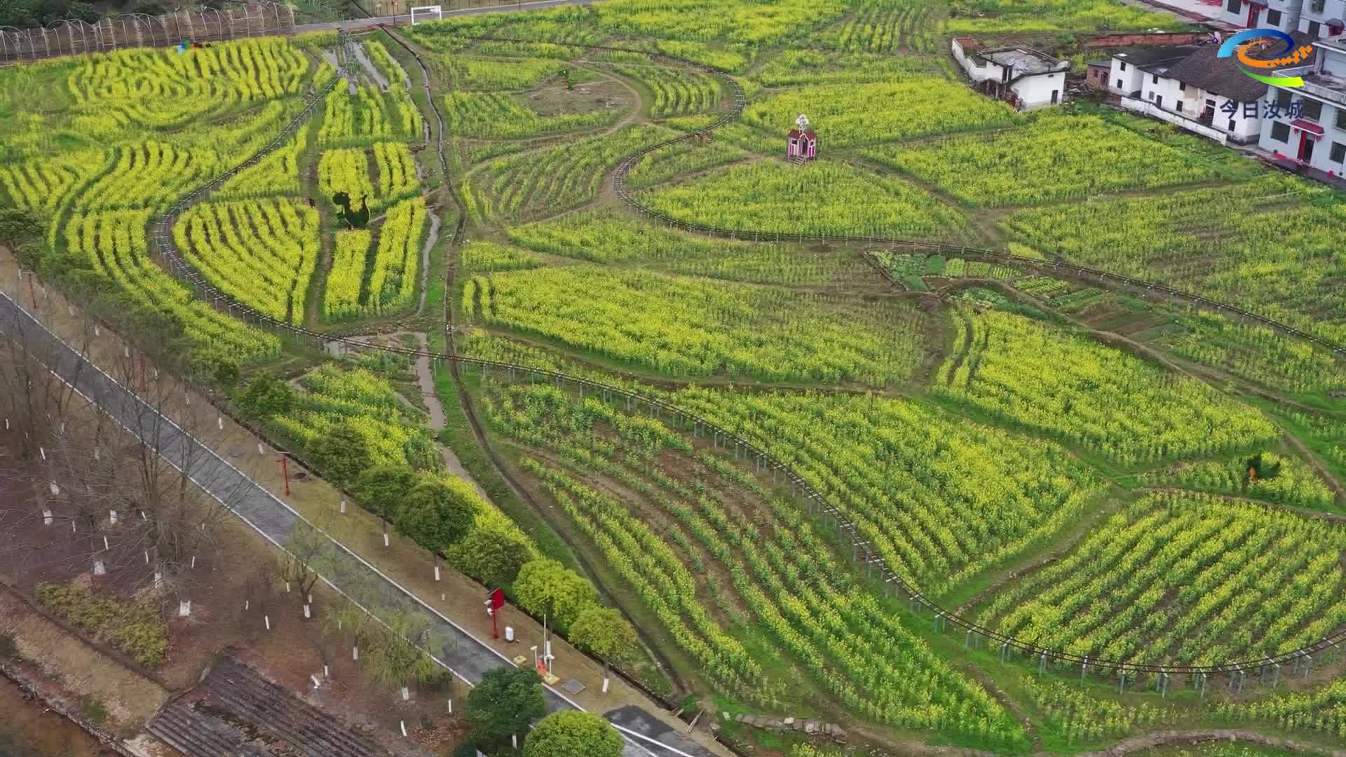 赴金色花海 享春日浪漫
