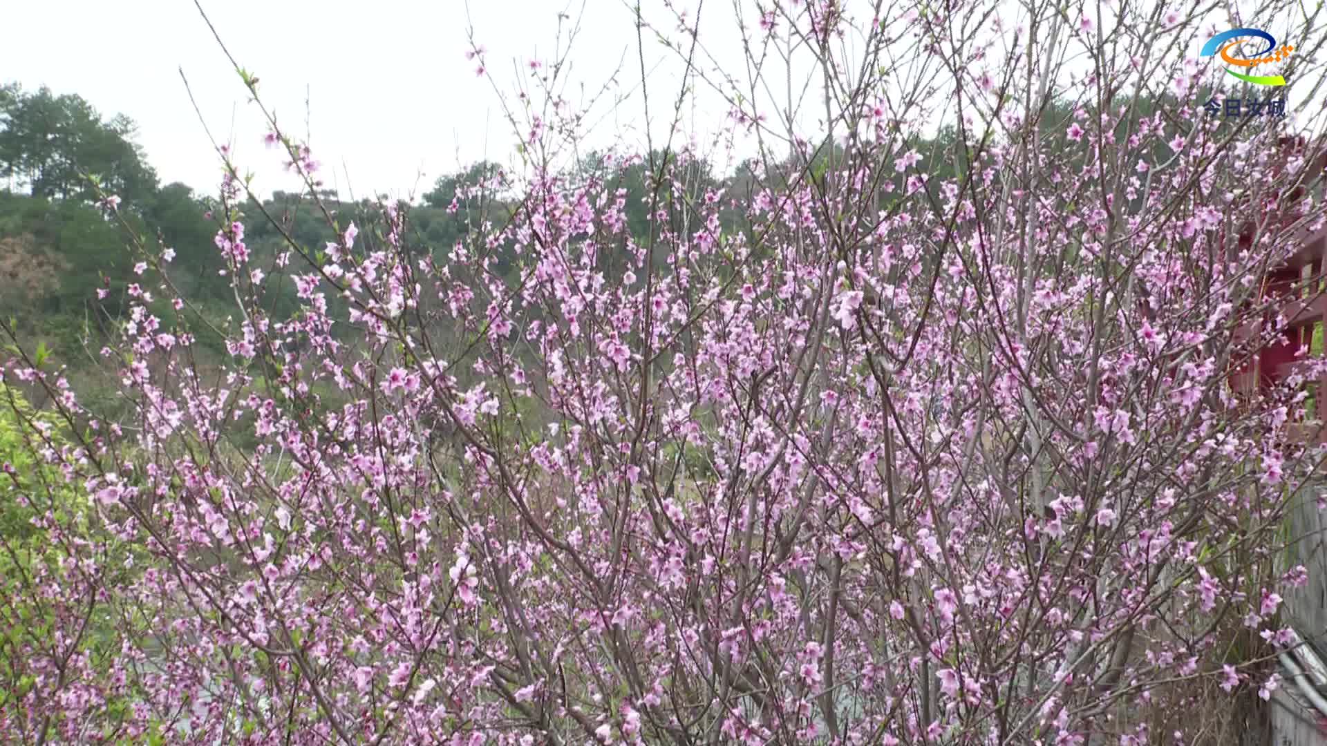 桃李花开春意浓