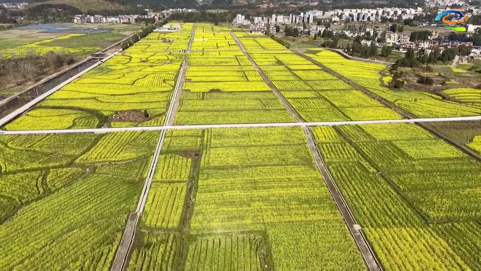 大坪镇：油菜花基地增活力 农文旅融合添动能