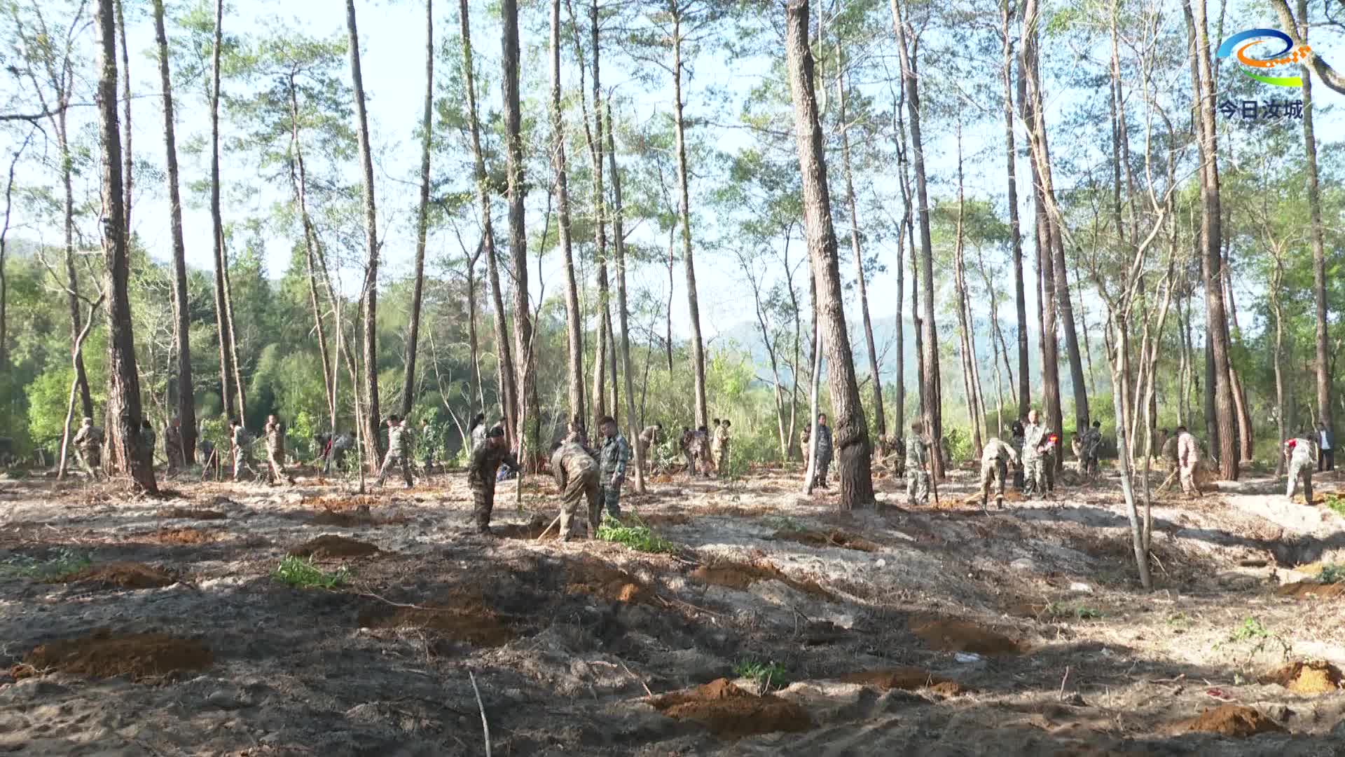 九龙江国家森林公园植树忙