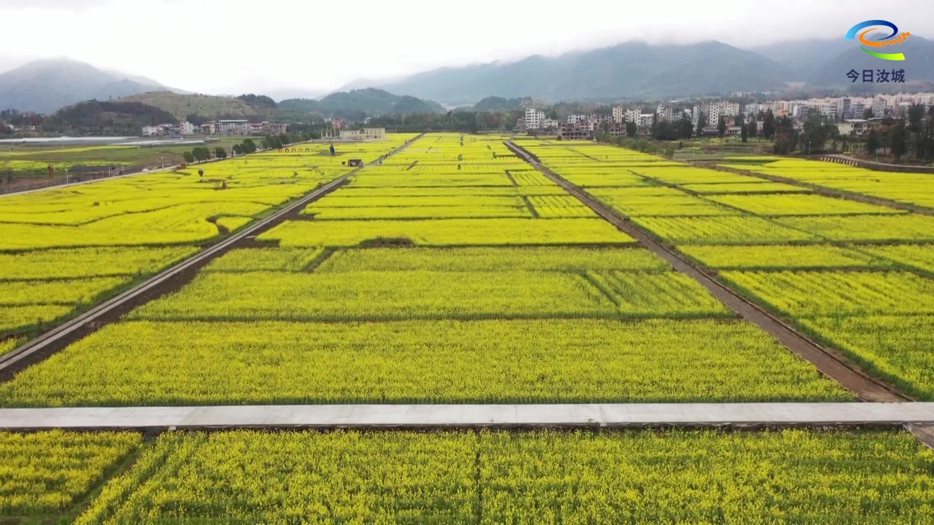 稻油轮种盘活闲田 一地多收绘就乡村振兴新图景