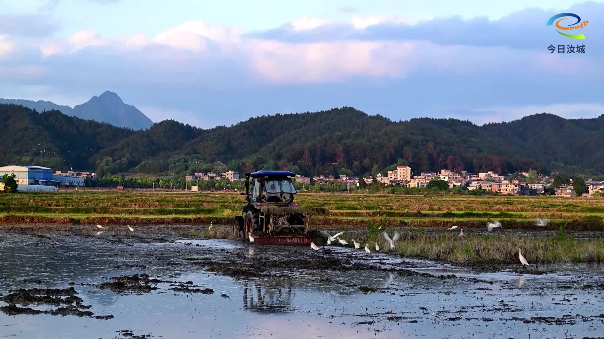 春耕绘盛景 白鹭伴农耕