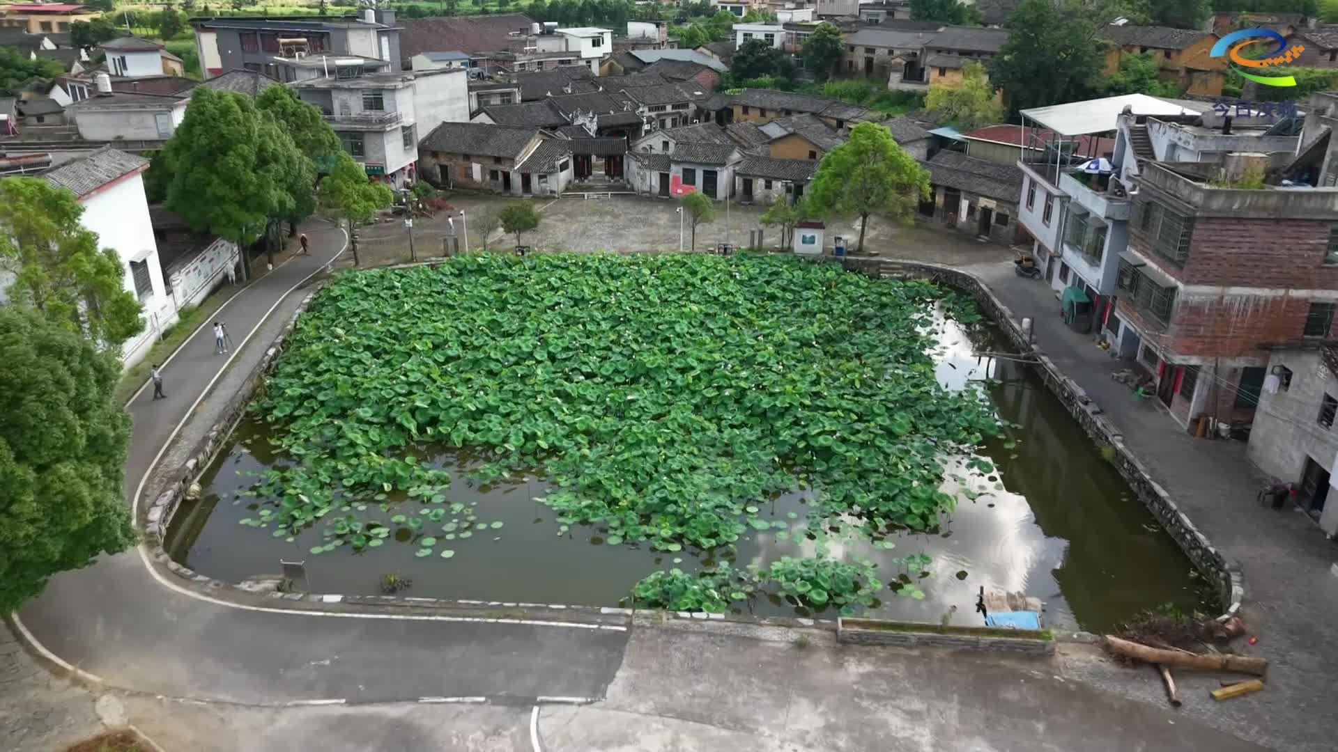 金山荷花悄然绽放 即将惊艳整个夏天