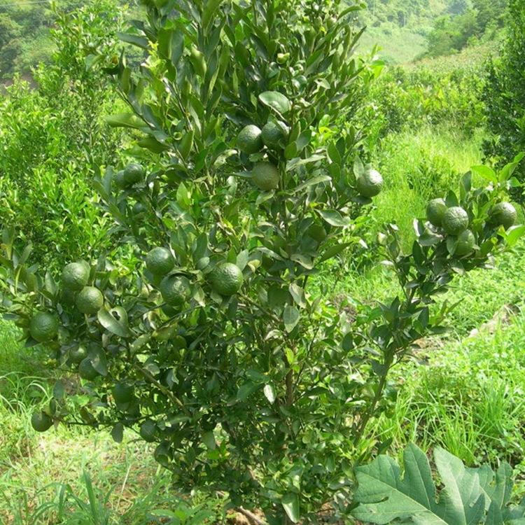 枳壳是汝城县旭坤中药材种植有限公司通过前期认证,反复考察,结合本地