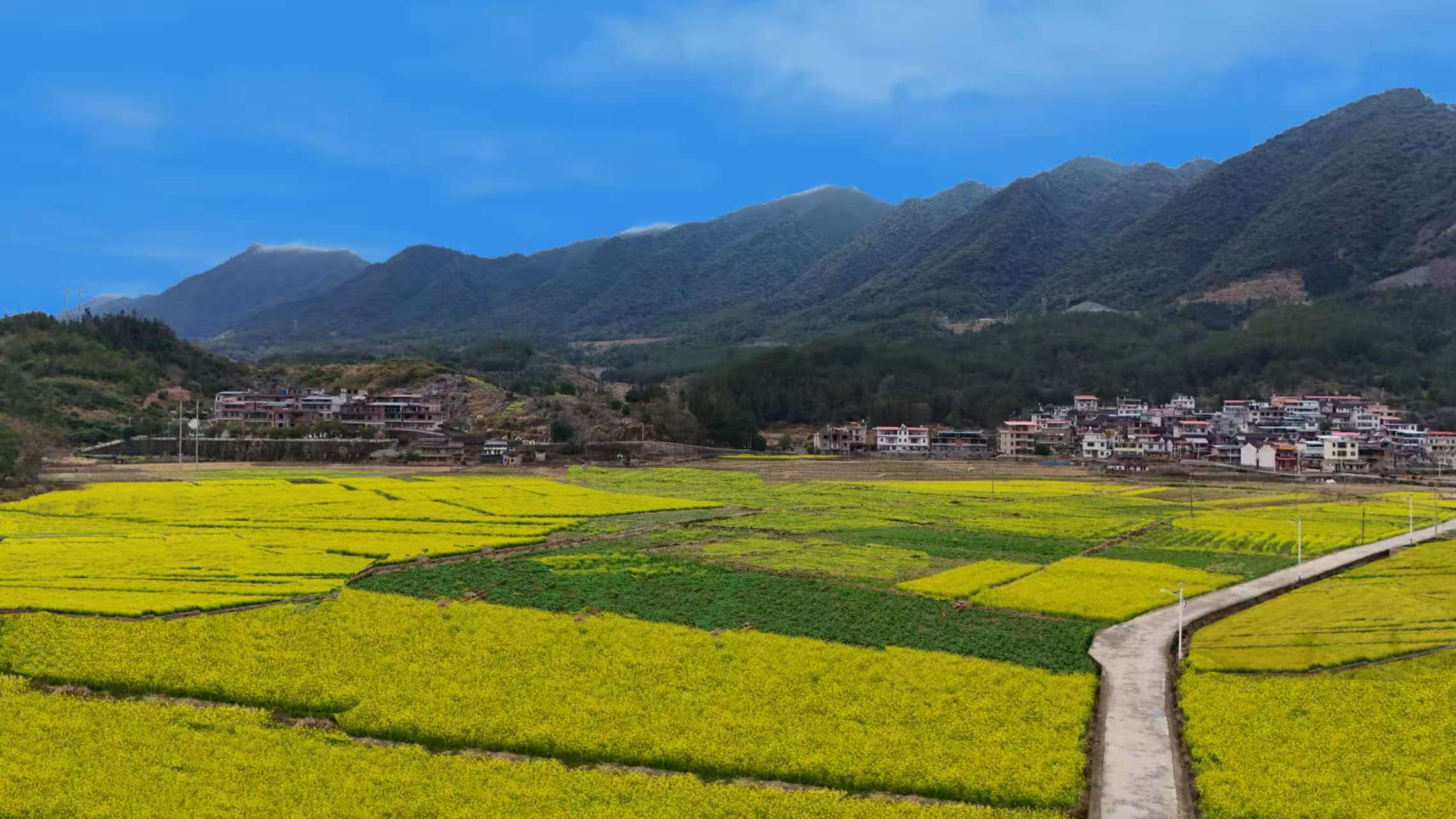 暖水镇：油菜花田好风景 春耕备耕正当时
